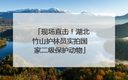 现场直击！湖北竹山护林员实拍国家二级保护动物